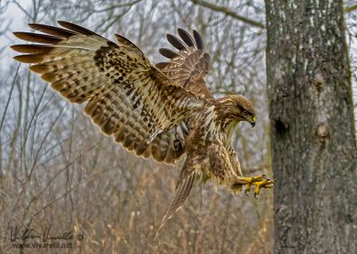 Poiana (Buteo buteo)