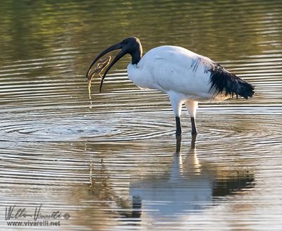 Ibis sacro (Threskiornis aethiopicus)