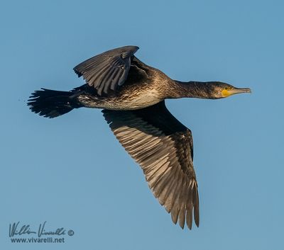 Cormorano (Phalacrocorax carbo)