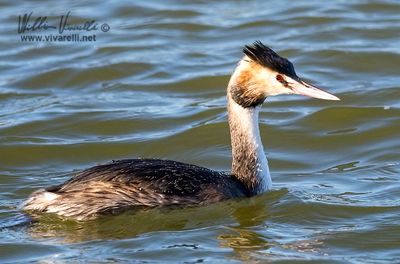 Svasso maggiore (Podiceps cristatus)