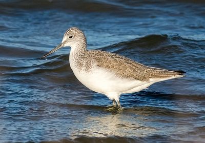 Pantana (Tringa nebularia)
