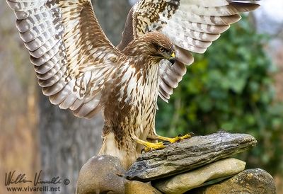 Poiana (Buteo buteo)