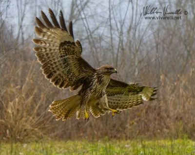 Poiana (Buteo buteo)