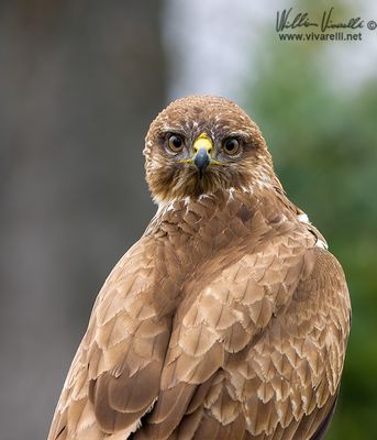 Poiana (Buteo buteo)