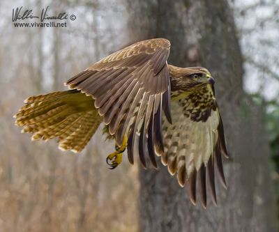 Poiana (Buteo buteo)