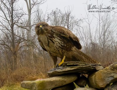 Poiana (Buteo buteo)