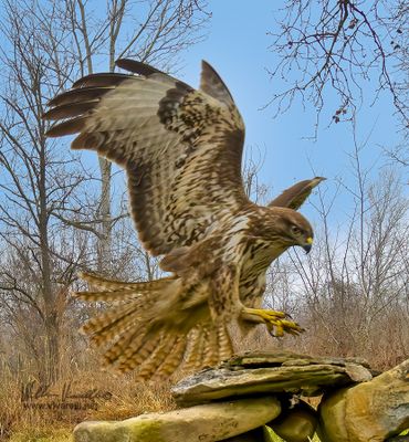 Poiana (Buteo buteo)