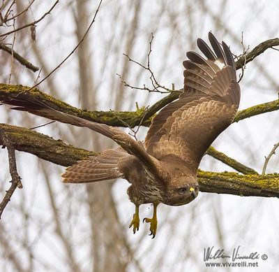 Poiana (Buteo buteo)