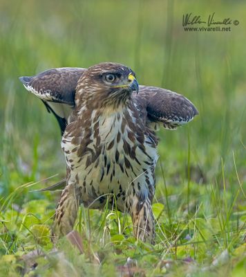 Poiana (Buteo buteo)