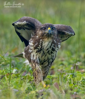 Poiana (Buteo buteo)