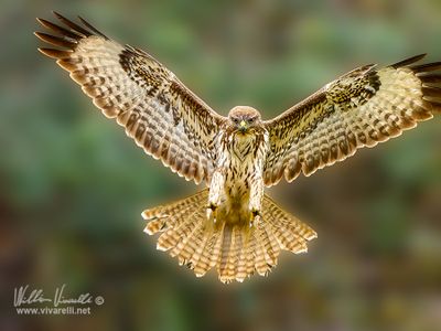 Poiana (Buteo buteo)