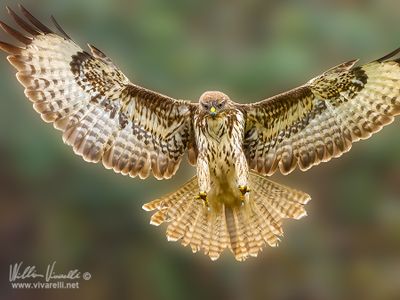 Poiana (Buteo buteo)