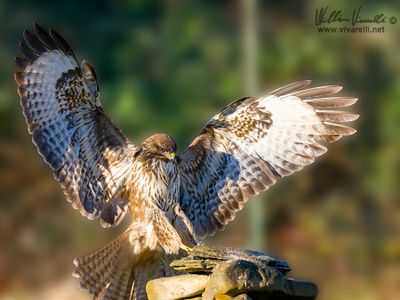 Poiana (Buteo buteo)