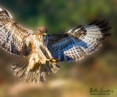 Poiana (Buteo buteo)