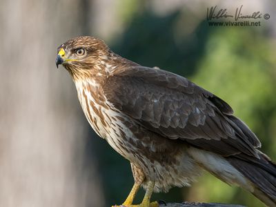 Poiana (Buteo buteo)
