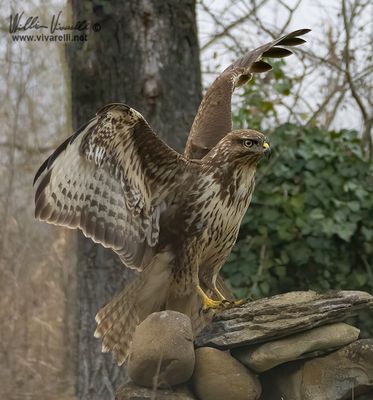 Poiana (Buteo buteo)
