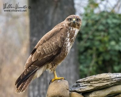 Poiana (Buteo buteo)