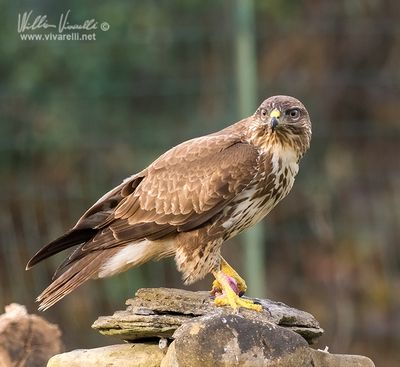 Poiana (Buteo buteo)