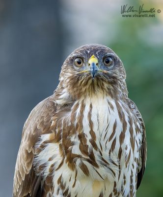 Poiana (Buteo buteo)