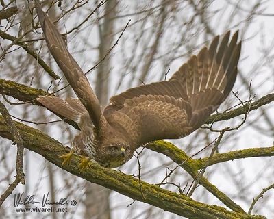 Poiana (Buteo buteo)