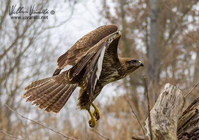 Poiana (Buteo buteo)