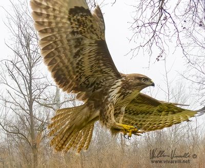 Poiana (Buteo buteo)