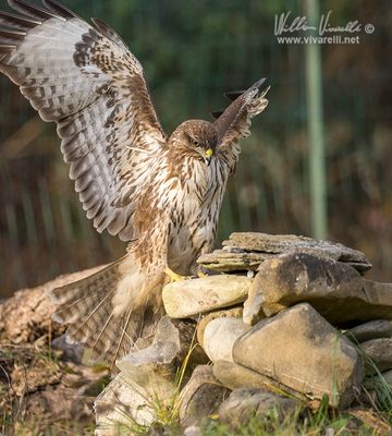 Poiana (Buteo buteo)