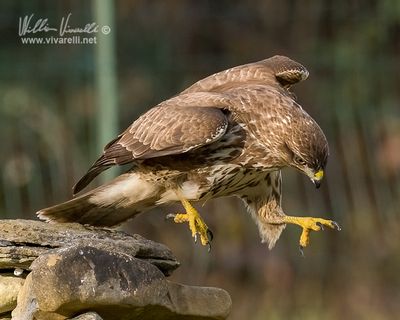 Poiana (Buteo buteo)