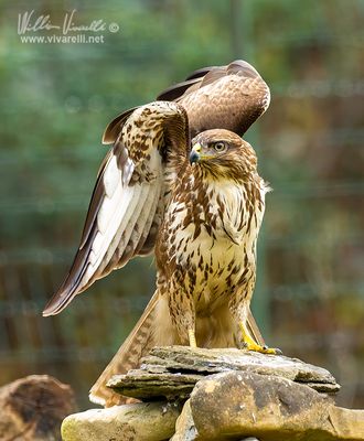 Poiana (Buteo buteo)