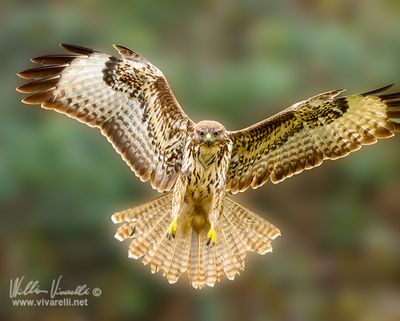 Poiana (Buteo buteo)