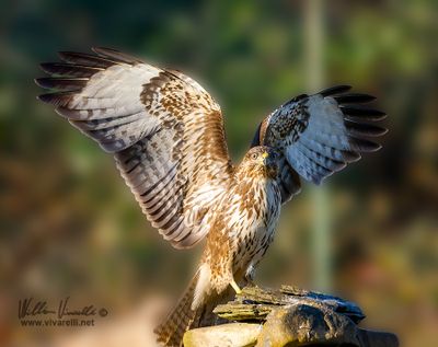 Poiana (Buteo buteo)