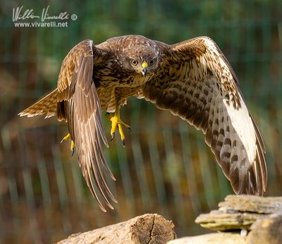 Poiana (Buteo buteo)