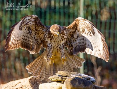 Poiana (Buteo buteo)