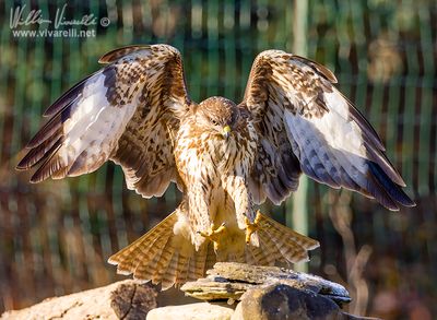 Poiana (Buteo buteo)