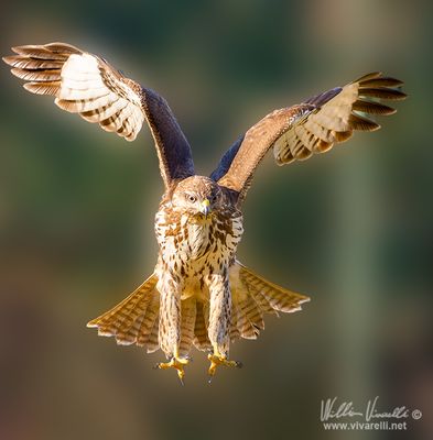 Poiana (Buteo buteo)