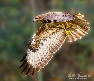Poiana (Buteo buteo)