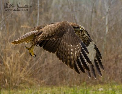 Poiana (Buteo buteo)