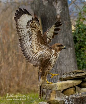 Poiana (Buteo buteo)