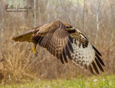Poiana (Buteo buteo)
