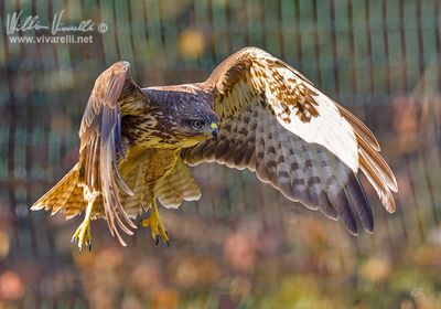 Poiana (Buteo buteo)