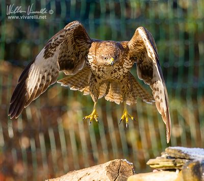 Poiana (Buteo buteo)