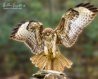Poiana (Buteo buteo)