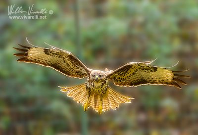 Poiana (Buteo buteo)