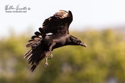 Corvo imperiale (Corvus corax)