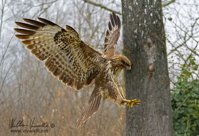 Poiana (Buteo buteo)