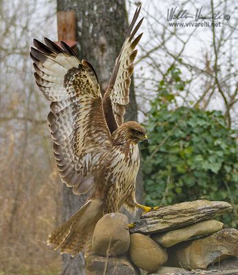Poiana (Buteo buteo)