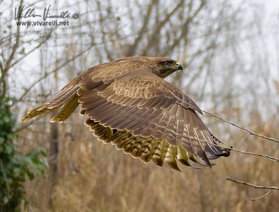 Poiana (Buteo buteo)