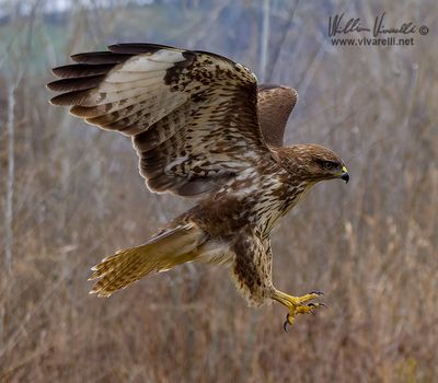 Poiana (Buteo buteo)