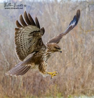 Poiana (Buteo buteo)