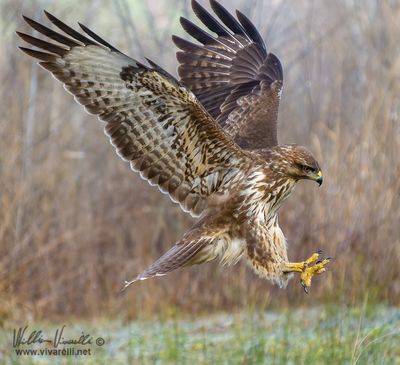 Poiana (Buteo buteo)